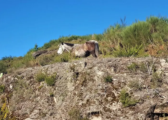 Dom wakacyjny Sitio De Froufe